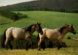 H1723 - TOP Pferd Horses - Planet Verlag DDR - Cavalli