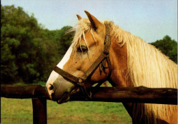 H1727 - TOP Pferd Horses Haflinger - Planet Verlag DDR - Horses