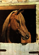 H1730 - TOP Pferd Horses  - Planet Verlag DDR - Cavalli