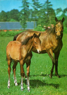 H1737 - TOP Pferd Horses Fohlen - Planet Verlag DDR - Pferde