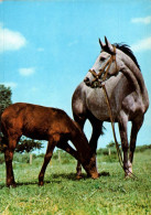 H1738 - TOP Pferd Horses Fohlen - Planet Verlag DDR - Caballos
