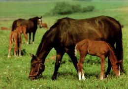 H1740 - TOP Pferd Horses Fohlen - Planet Verlag DDR - Cavalli