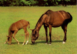 H1741 - TOP Pferd Horses Fohlen - Planet Verlag DDR - Horses