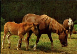 H1749 - TOP Pferd Horses Fohlen - Planet Verlag DDR - Caballos