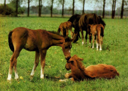 H1750 - TOP Pferd Horses Fohlen - Planet Verlag DDR - Caballos