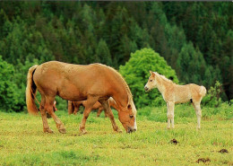 H1751 - TOP Pferd Horses Haflinger ?? Fohlen - Planet Verlag DDR - Cavalli