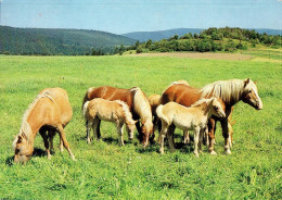 H1752 - TOP Pferd Horses Haflinger Fohlen - Planet Verlag DDR - Horses