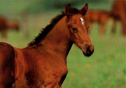 H1753 - TOP Pferd Horses Fohlen - Planet Verlag DDR - Caballos