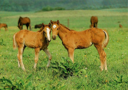 H1757 - TOP Pferd Horses Fohlen - Planet Verlag DDR - Pferde