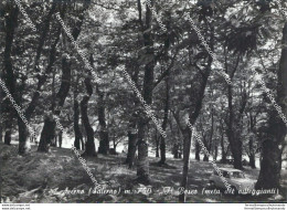 At237 Cartolina Acerno Il Bosco Provincia Di Salerno - Salerno