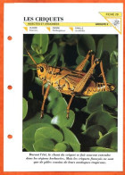 CRIQUETS  Insecte Illustrée Documentée   Animaux Insectes Fiche Dépliante - Animales