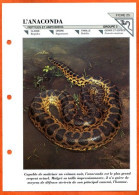 ANACONDA  Serpent  Animal  Illustrée Documentée Animaux Fiche Dépliante - Animaux