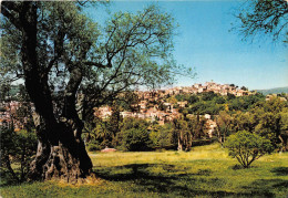 CAGNE Vue A Travers Les Oliviers De La Maison De Renoir 7(scan Recto-verso) MA2117 - Cagnes-sur-Mer