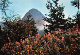 Le Mont Gerbier De Joncs Source De La Loire 20(scan Recto-verso) MA2137 - Annonay