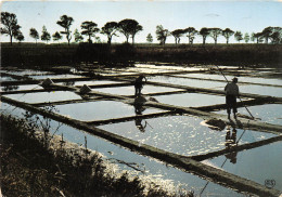 ILE DE RE Marais Salants Contre Jour 26(scan Recto-verso) MA2184 - Ile De Ré