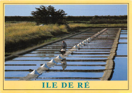 ILE DE RE Les Marais Salants 14(scan Recto-verso) MA2183 - Ile De Ré