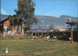 12499258 Altreu Selzach Schweizer Vogelwarte Sempach Storchen Versuchsgehege Alt - Autres & Non Classés