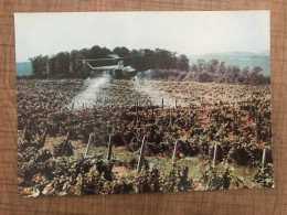 A MI-I Helping To Tend A Vineyard - 1946-....: Modern Era