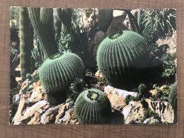 LA COTE D'AZUR Plantes Tropicales - Sukkulenten