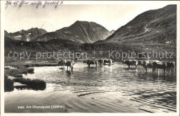 12474414 Oberalpsee Mit Kuehen Andermatt - Sonstige & Ohne Zuordnung