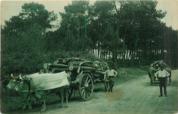 64* PAYS BASQUE Attelage De Bufs               MA91-1521 - Altri & Non Classificati