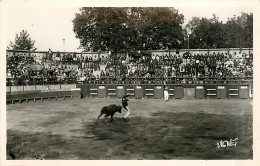 40* LANDES  Courses Landaises  (CPSM Petit Format)    MA92,1375 - Altri & Non Classificati