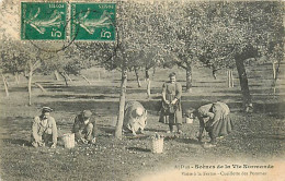 50* NORMANDIE  Cueillette Des Pommes                 MA93,0705 - Autres & Non Classés