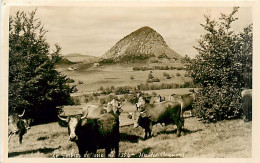 07* GERBIER DE JONCS      Vaches           MA94,0632 - Autres & Non Classés