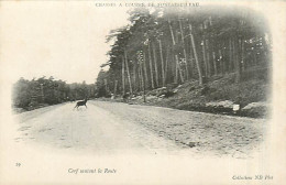 77* FONTAINEBLEAU Chasse A Courre  Cerf Sur La Route      MA96,0757 - Fontainebleau