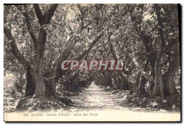 CPA Arbre Alger Jardin D&#39essai Allee Des Ficus  - Sonstige & Ohne Zuordnung