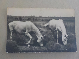 CPSM -  AU PLUS RAPIDE -  CHEVAUX DE CAMARGUE EN LIBERTE    - VOYAGEE   TIMBREE  1957 - FORMAT CPA - Chevaux