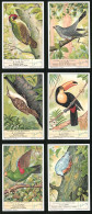 6 Sammelbilder Liebig, Serie Nr. 1365: Oiseaux Grimpeurs, La Sittelle, Le Perroquet, Le Toucan, Le Grimpereau  - Liebig