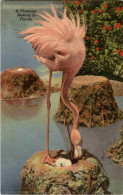 Florida - Flamingo - Altri & Non Classificati