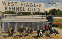 Dog Racing - Dogs