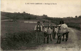 Au Pays Landais - Attelage De Boeufs - Andere & Zonder Classificatie