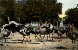 Cawslon Ostrich Farm - Pasadena - Altri & Non Classificati