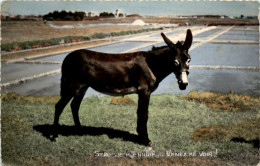 Esel - Donkeys