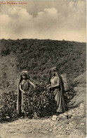 Ceylon - Tea Pluckers - Sri Lanka (Ceylon)