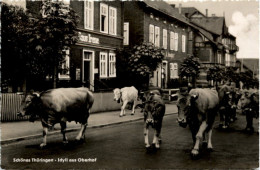 Oberhof - Kühe - Oberhof