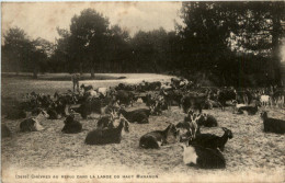 Chevres Au Repos Dans La Lande - Ziegen - Goat - Breeding