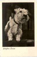 Sealyham Terrier - Honden