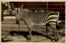 Zebra - Chevaux