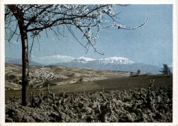 Vorfrühling In Südbulgarien - Bulgarien