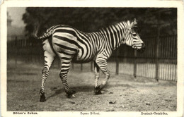Zebra - Cavalli