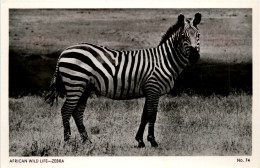 Zebra - Chevaux