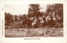 Farmers Journal Nairobi - Zebra - Kenia