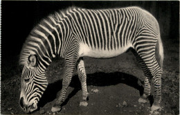 Zebra Paris Jardin Zoologique - Paarden