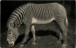 Paris - Parc Zoologique - Zebra - Altri & Non Classificati