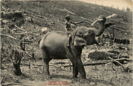 Ceylon - Elephant At Work - Sri Lanka (Ceilán)