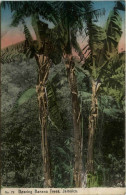 Jamaica - Bearing Banana Trees - Jamaïque